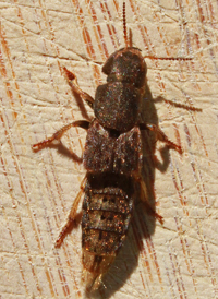 Platydracus maculosus